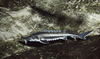 鲟鱼的营养价值（鲟鱼的营养价值高还是鲈鱼高）