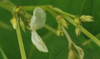 苏花的功效与作用 苏花的功效与作用是什么