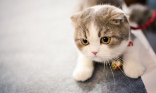 怎么做鱼猫会吃 猫吃的鱼要怎么做