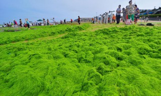 浒苔是什么东西（浒苔是什么?）