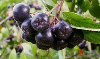 野樱莓的功效与作用（野樱莓的副作用）