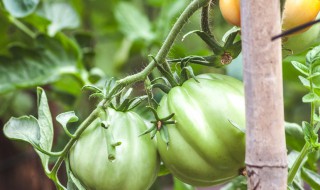 青番茄有毒吗 青番茄有毒吗能吃吗
