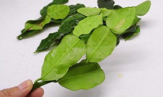 干柠檬叶怎么吃 干柠檬叶怎么吃法