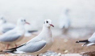 脆皮烤乳鸽的做法（脆皮烤乳鸽的做法跟视频）