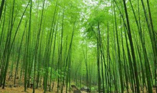 南山竹的养植方法 南山竹的养植方法有哪些