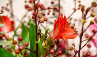 干花插花有哪些技巧 干花插花有哪些技巧视频