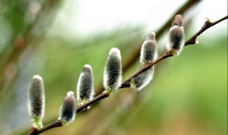 银柳扦插技巧 银柳扦插技巧视频