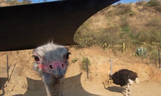 鸵鸟的养殖技巧（鸵鸟的养殖方法和注意事项）