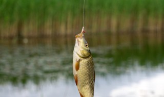 传统钓鲫鱼的方法和技巧（传统钓鲫鱼的方法和技巧图解）