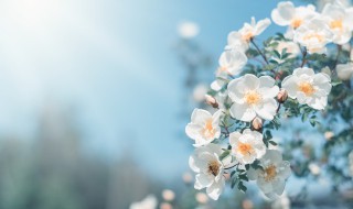 春天朋友圈晒花的句子文案（春天朋友圈晒花的句子文案简短）