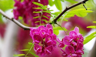 富贵树种植技巧（富贵树种植技巧与方法）