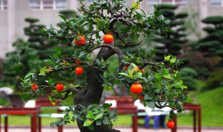 金弹子冬天要怎么养护(金弹子冬天要怎么养护呢)