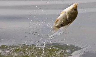 抓鱼方法技巧教程（抓鱼方法技巧教程图解）