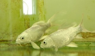 蝴蝶鲤幼鱼饲养方法 蝴蝶鲤幼鱼怎么养