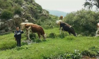 山区放牛最好方法 什么地方适合放牛