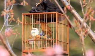 画眉鸟咬毛怎么解决（画眉鸟咬毛怎么办）