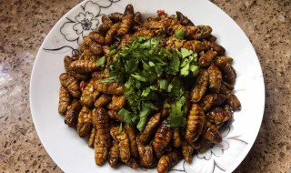 炸蝉蛹的教程 蝉蛹如何炸