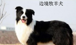 边牧犬训练教程合集（边牧犬训练教程合集下载）
