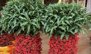 黄金万两盆景的种植技巧（黄金万两花卉怎样养）