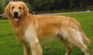 三月金毛喂食方法 三月金毛喂食方法视频