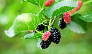 冷冻的桑葚怎么做果酱（桑葚果酱可以冷冻吗）