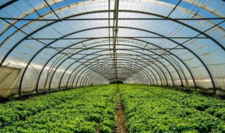 冬季大棚的浇水技巧（冬天大棚浇水注意什么）