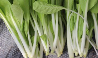 白菜卷叶死苗怎么办（白菜死苗什么原因）