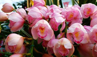 大花蕙兰冬天浇水方法（大花蕙兰冬天怎样浇水）