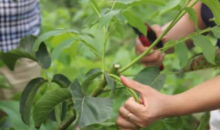 矮化核桃树的修剪方法 矮化核桃树的修剪方法图片