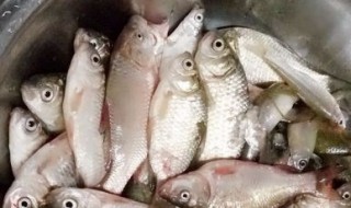 侗族稻花鱼腌制方法 稻花鱼的腌制方法