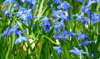蓝星花的养殖方法和技巧 蓝星花的养殖方法和技巧视频
