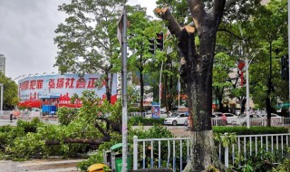 大树修剪方法与注意事项 大树修剪方法与注意事项视频