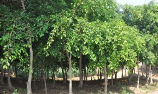 嫁接小叶榕树的养殖方法（嫁接小叶榕树的养殖方法和技术）