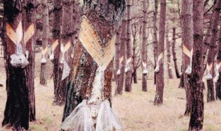 去除松油的方法（松木松油怎样去除）