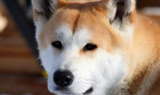 秋田犬训练的方法（秋田犬训练的方法是什么）