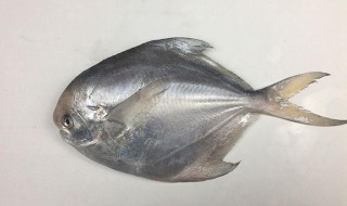 活的鱼怎么保鲜 活的鱼怎么保鲜不会坏