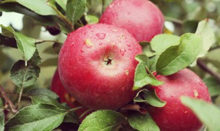 苹果是怎么保鲜的 苹果是怎样保鲜的
