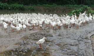 大白鹅养殖注意事项(大白鹅养殖注意事项有哪些)