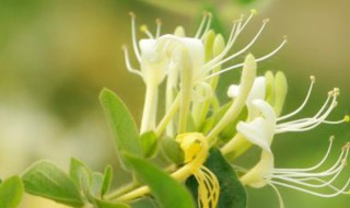 金银花种植要点 金银花栽培要点