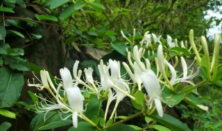 金银花的保存方法与技巧 金银花的保存方法与技巧视频