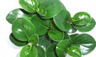 豆瓣绿冬天怎么养不会死（豆瓣绿冬天怎么养发财农业网）