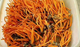 虫草花的功效与作用及禁忌（虫草花的功效与作用及禁忌 多了解多健康）