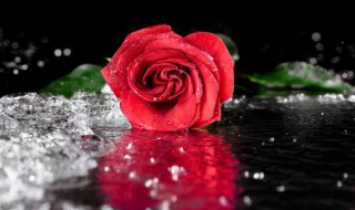 怎么能让玫瑰保鲜（怎么能让玫瑰保鲜不变色）