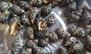 新鲜的苦螺怎么保鲜（苦螺买回家怎么保鲜）