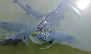 鱼苗可以喂养什么（鱼苗用什么喂养）