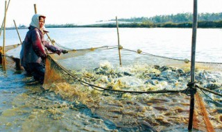 冬季水产养殖注意事项（冬季水产养殖注意事项有哪些）