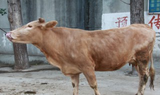 冬季养牛如何防止掉膘（养牛怎样能让牛长膘）