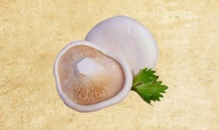 白灵菇的栽培技术（白灵菇的栽培技术论文）