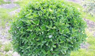 万年青摆放风水禁忌? 万年青摆放风水禁忌图解