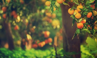 桔树冻伤怎么办 桔树冻死的窍门